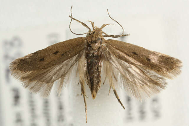 صورة Bryotropha politella Stainton 1851