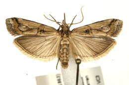 Image of <i>Pempelia genistella</i>