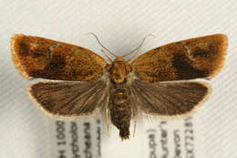 Image of leches twist moth