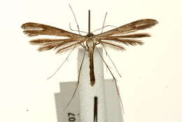 Image of Stenoptilia zophodactylus (Duponchel 1840)