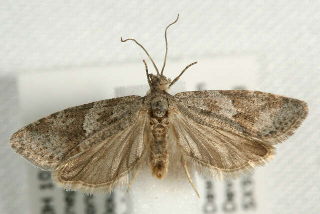 Cnephasia conspersana Douglas 1846的圖片