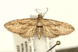 Слика од Eupithecia phoeniceata Rambur 1834