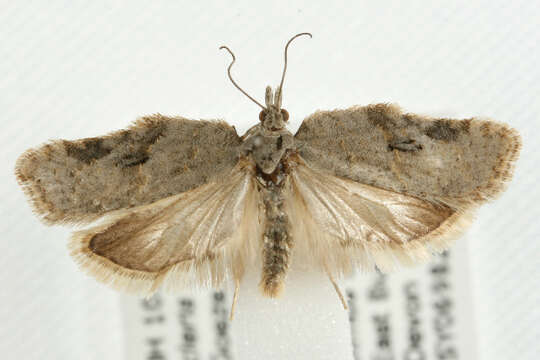 Imagem de <i>Acleris kochiella</i>