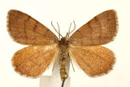 صورة <i>Speranza brunneata</i>