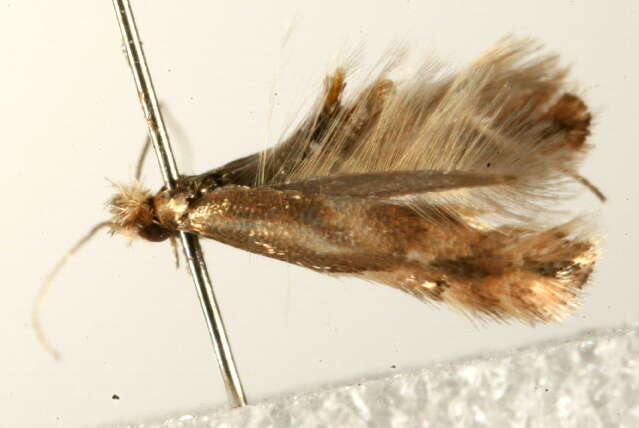 صورة Phyllonorycter salictella (Zeller 1846)