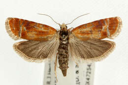 Image of European pine shoot moth