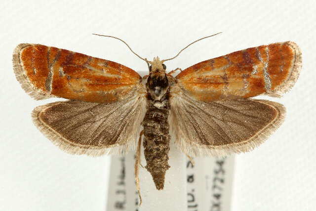 Image of European pine shoot moth