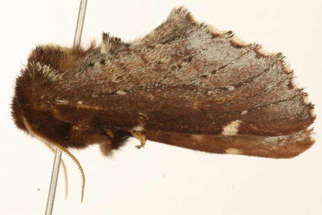 Image of Scarce Prominent