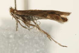 صورة Phyllonorycter salictella (Zeller 1846)