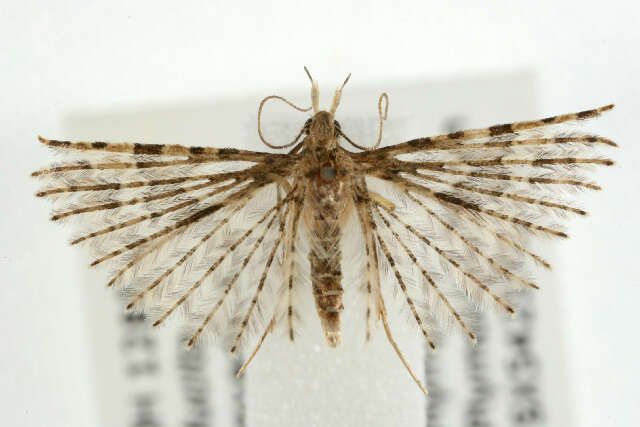 Image of twenty-plume moth