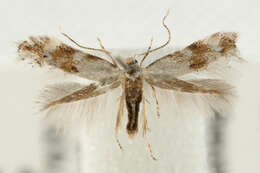 Image of <i>Bucculatrix frangutella</i>