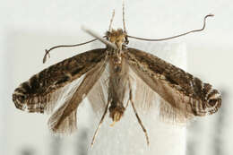 Image of Blackthorn Slender