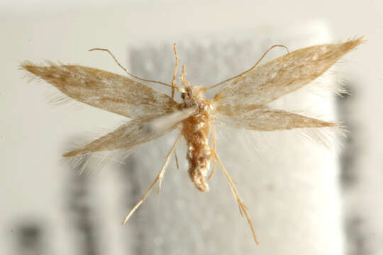 Image of Argyresthia aurulentella Stainton 1849