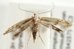 Imagem de Argyresthia pruniella Clerck 1759