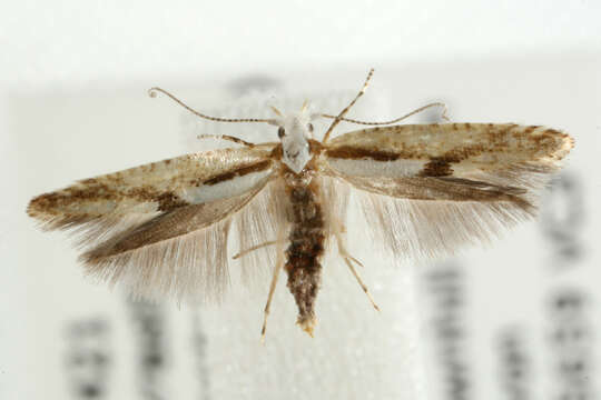 Image of <i>Argyresthia bonnetella</i>