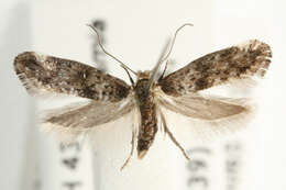 Image of ermine moths