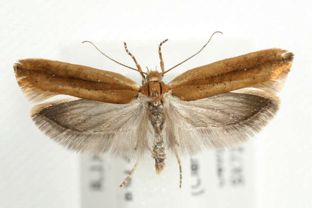 صورة <i>Ypsolopha ustella</i>