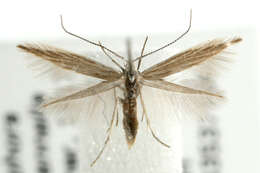 صورة <i>Coleophora otidipennella</i>