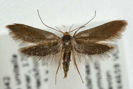 Image of <i>Crassa unitella</i>