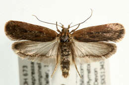 Image of Depressaria pimpinellae Zeller 1839