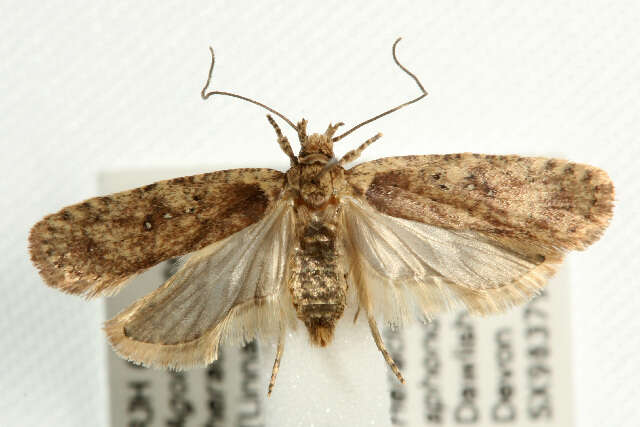 Image of Agonopterix heracliana Linnaeus 1758