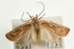 Image of Grass leafminer moth