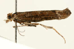 صورة <i>Ypsolopha ustella</i>