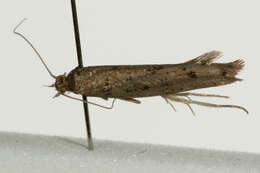 صورة <i>Ypsolopha ustella</i>