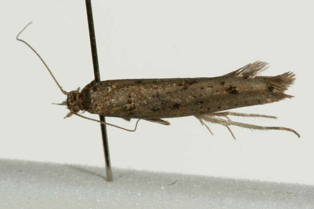 صورة <i>Ypsolopha ustella</i>