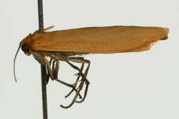 Image of orange footman