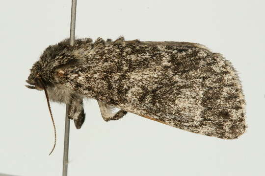 <i>Subacronicta megacephala</i> resmi