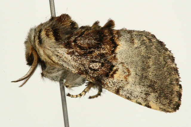 Image of nut-tree tussock