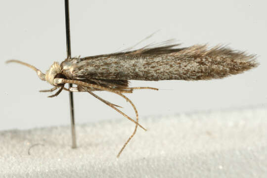 Image of grey fruit-tree case moth