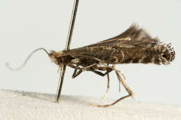 Image of Blackthorn Slender