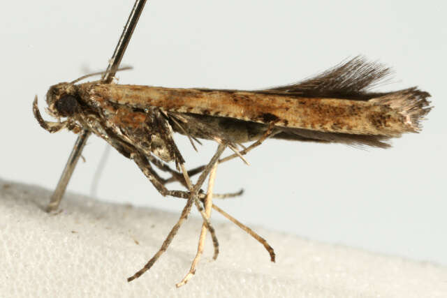 Image of Caloptilia populetorum (Zeller 1839)