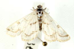 Image of <i>Nymphula nitidulata</i>