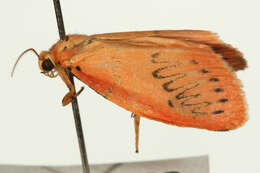 Image of rosy footman