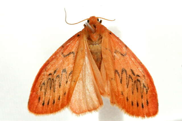 Image of rosy footman