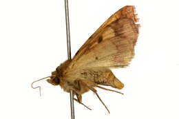 Image of bordered sallow