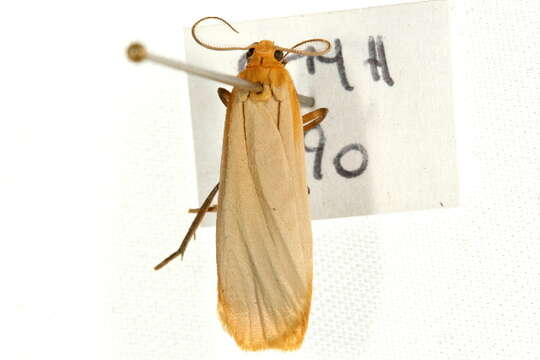 Image of buff footman