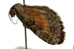 Image of tawny speckled pug