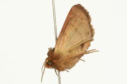 Imagem de Amphipoea oculea Linnaeus 1761