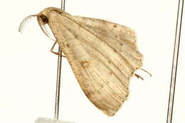 Image of birch mocha