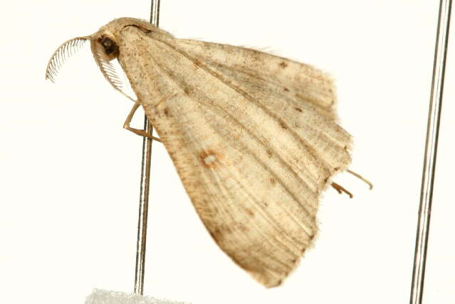 Image of birch mocha