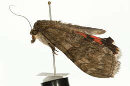 Image of red underwing