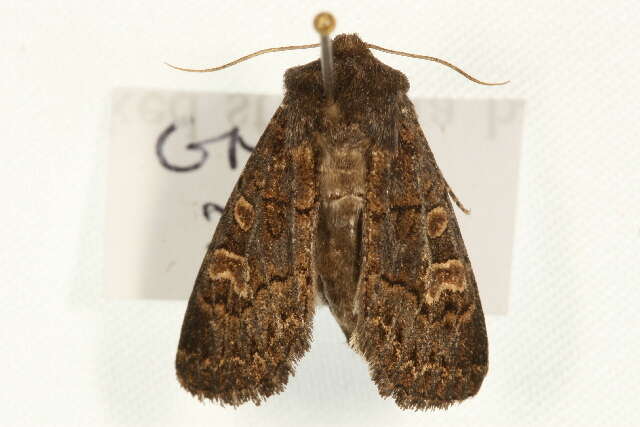 Image of hedge rustic