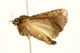 Image of straw underwing