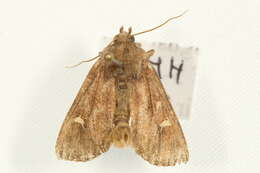 Image of <i>Helotropha leucostigma</i>