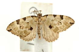 Colostygia pectinataria Knoch 1781 resmi