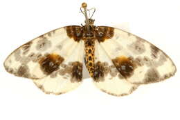 Image of clouded magpie